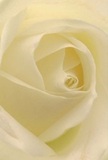 As if transported to the bloom's heart, this evocative image draws you into the soft spirals of a cream-white rose, captured as daylight glimmers through Westminster's storied boulevards. Each petal seems weightless, forming delicate layers that invite exploration with the imaginary touch of morning dew. Gentle shadows fall between folds, suggesting a quiet drama amid the flower's inherent peace-a tranquility reminiscent of serene moments spent in local gardens or by the Thames. The mood is one of gentle reverence, perfect for expressing admiration, sympathy, or celebrating new beginnings in the neighbourhood. The subtle, sweet fragrance and understated beauty are hallmarks of skilled floral artistry, shaped by hands attuned to Westminster's unique elegance. This rose, arranged with care, echoes the heartfelt moments and refined gestures emblematic of life in this community, its artistry perfectly captured for those seeking solace, celebration, or heartfelt connection.